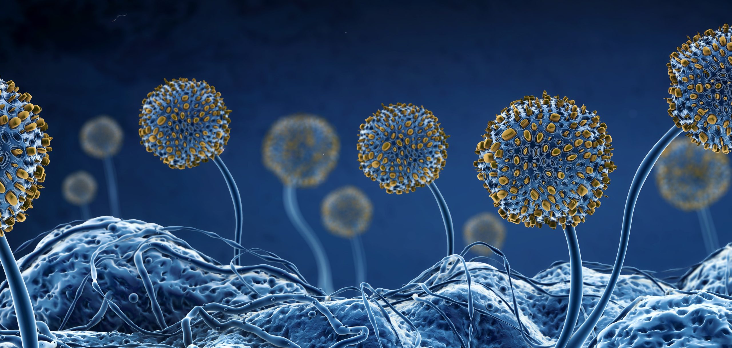 Mold Background 3880 x1848 | Dutch’s Mold Inspection & Remediation Services